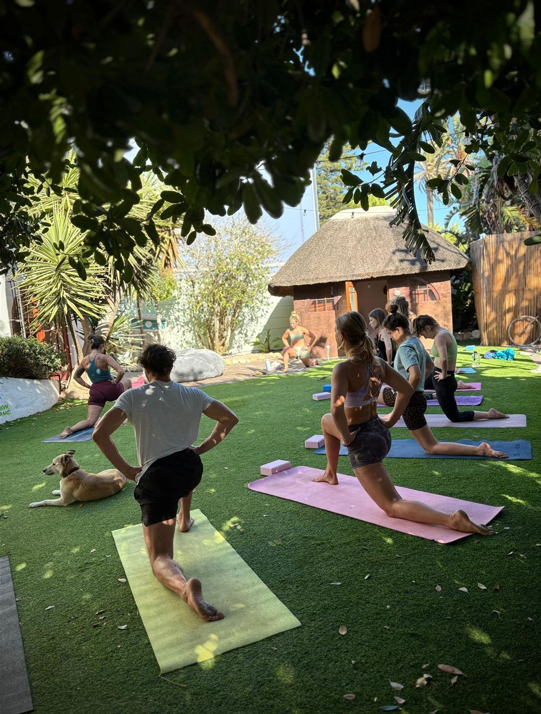 A morning garden class holding low lunges on colourful mats, a thatched hut and a resting dog behind, framed by leafy branches